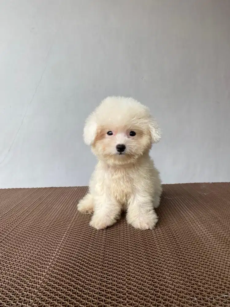 Tiny poodle jantan
