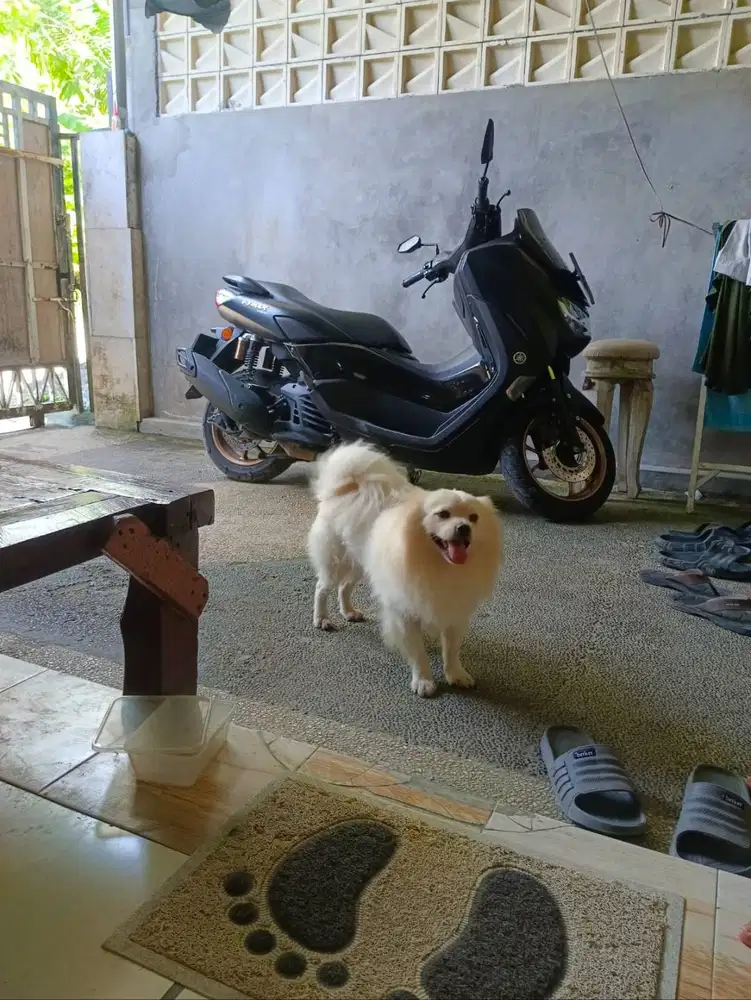 LA Pomeranian jantan Usia 5bulanan