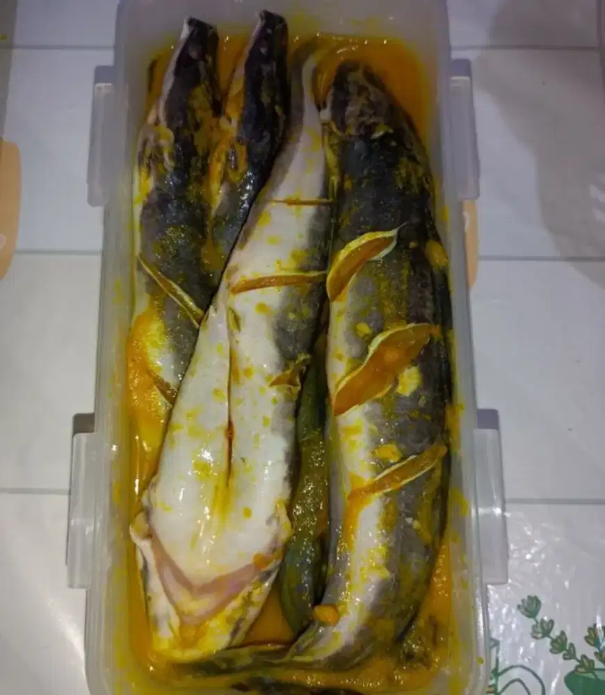 Jual ikan lele konsumsi