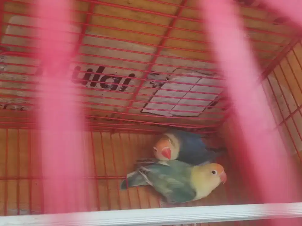 LOVEBIRD PB PIED X PB VIOLET SIAPAN