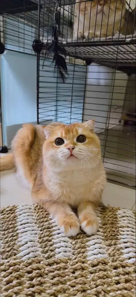 kucing Scottish Fold Golden ny12 ( Favorite color ) Jantan