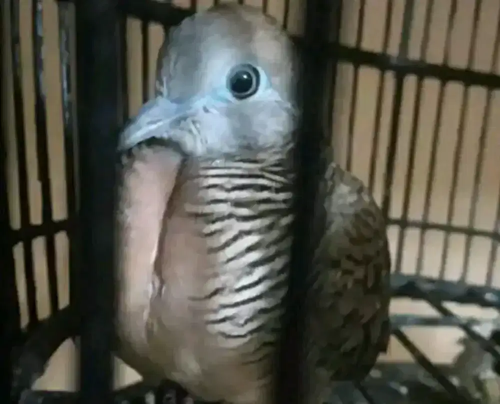 Perkutut pancuran mas super