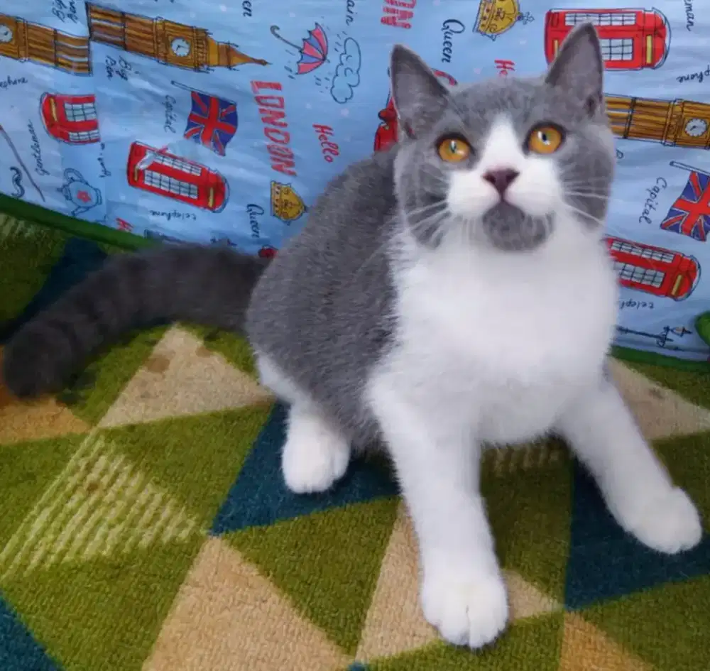 Bsh bicolour jantan 3bln