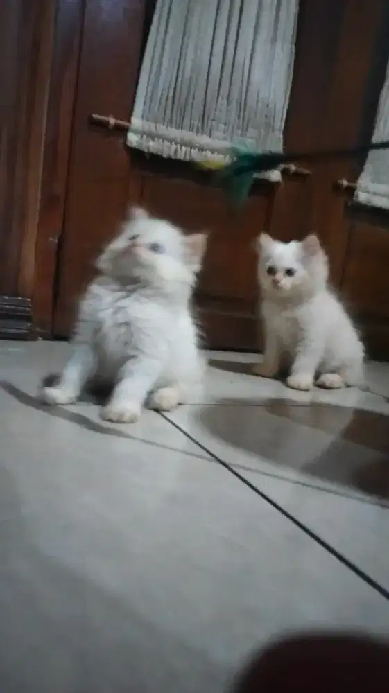 Adop Anakan Kucing Persia