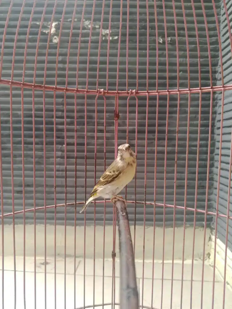 Burung Blacktroth jantan Rajin