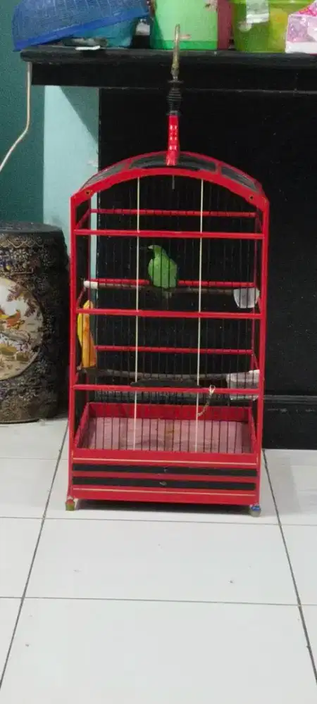 Di jual ijo daun body BIG fs rajin kicau dan jinak