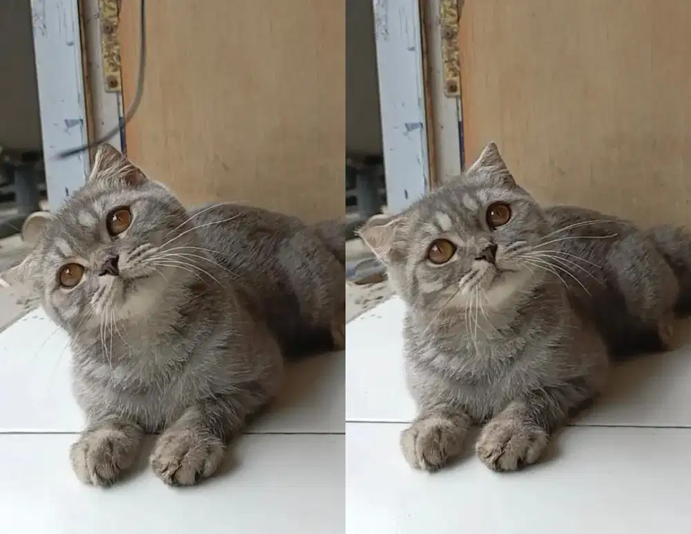 Bsh sf jantan 5bulan