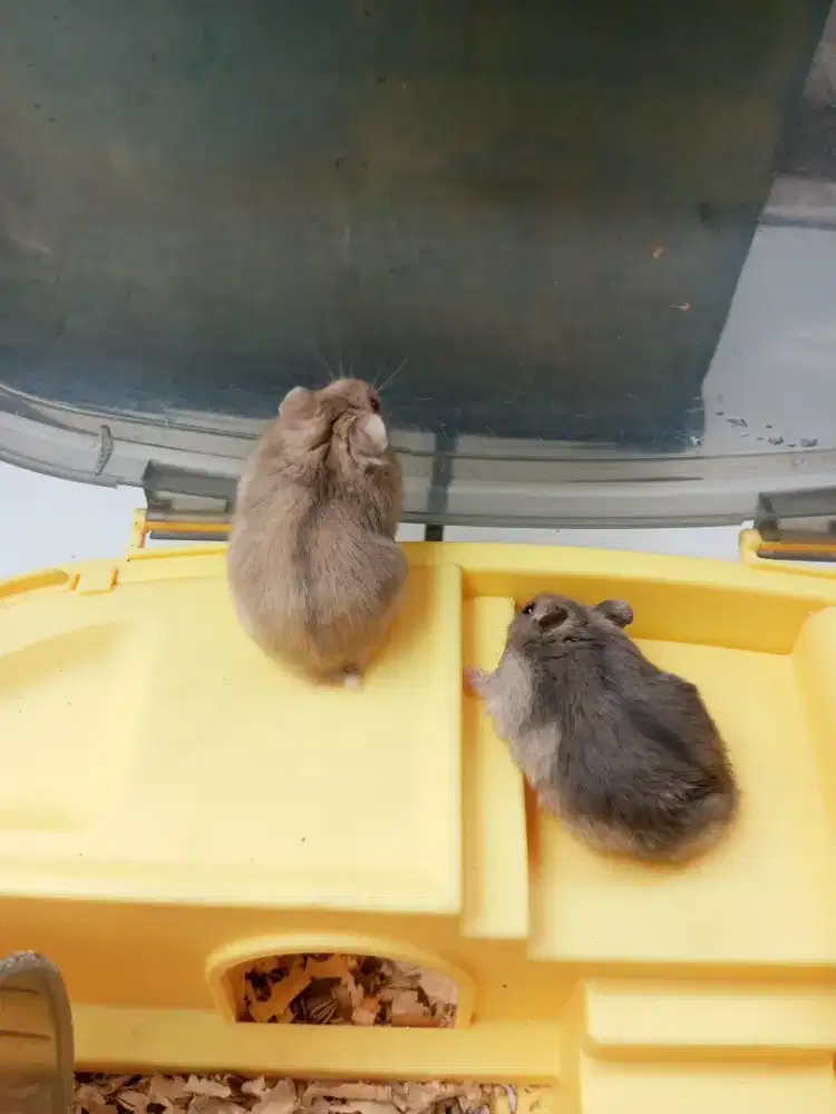 sepasang hamster dan kandang