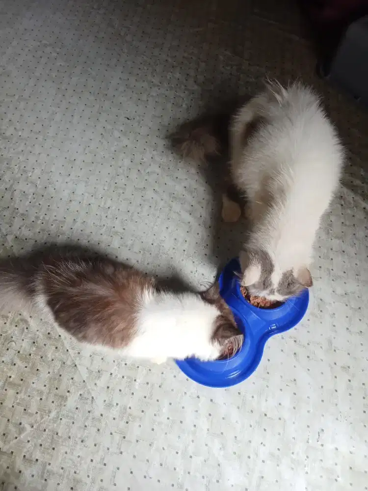 Siap dimaharkan , kucing versia long hair