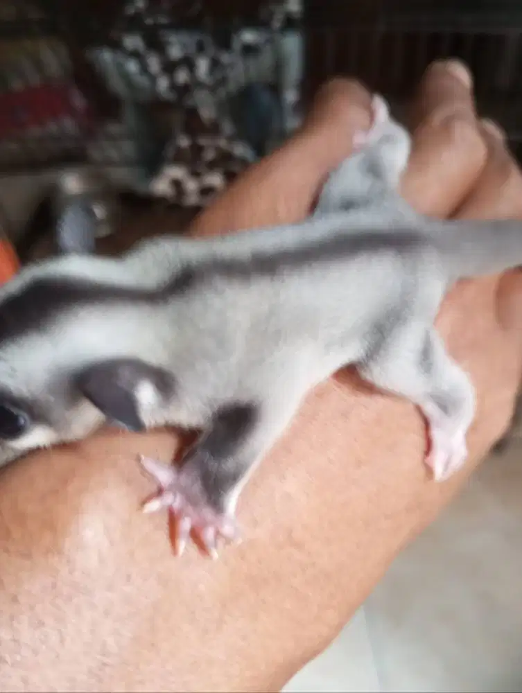 Sugar glider mozaik