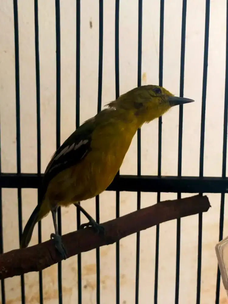 Cipow jinak rawatan lama sudah rajin.