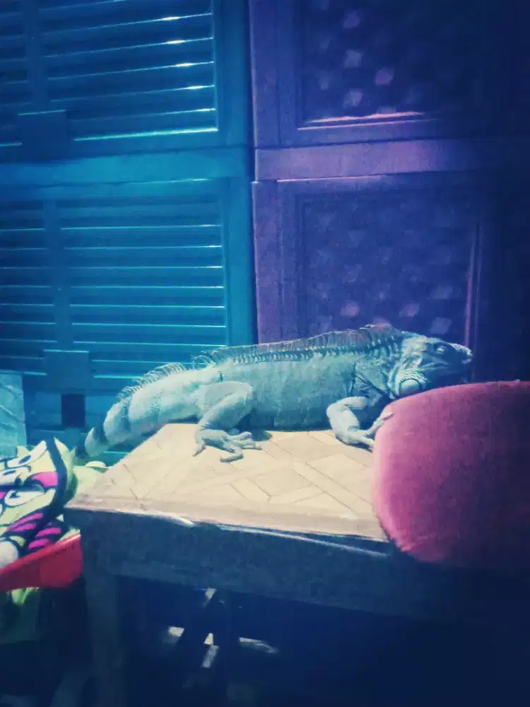Di jual iquana jumbo