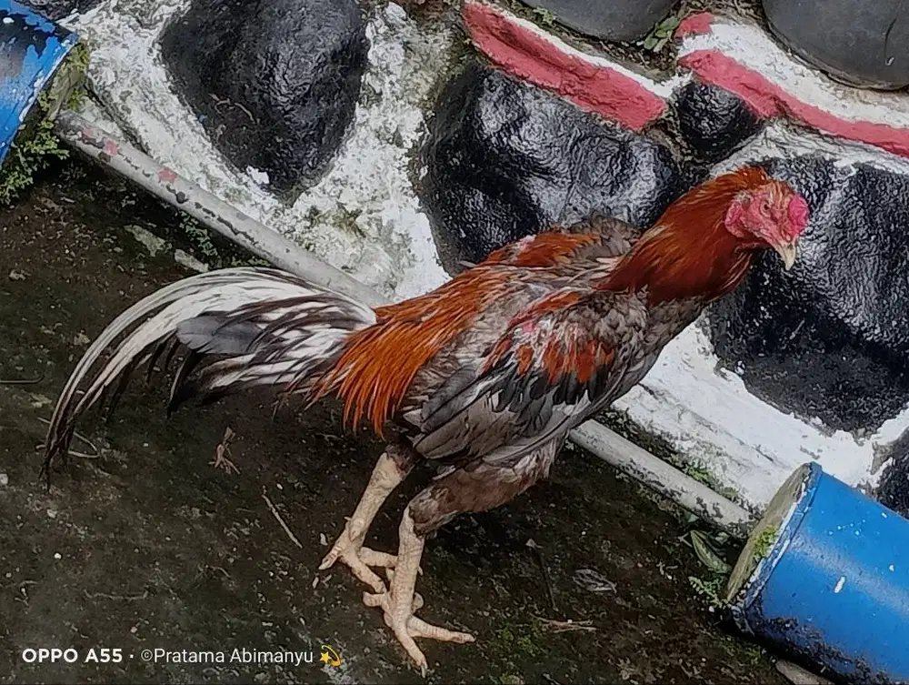 Ayam Bangkok Purworejo