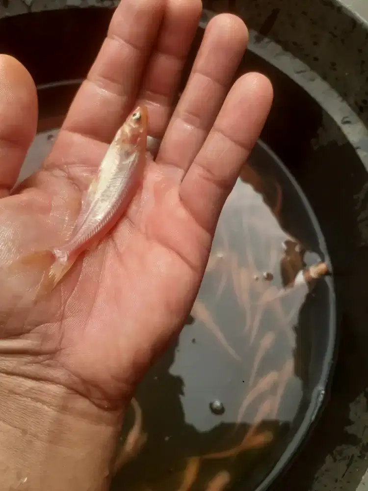 Jual bibit patin albino ukuran jmpol paket 200 ekor