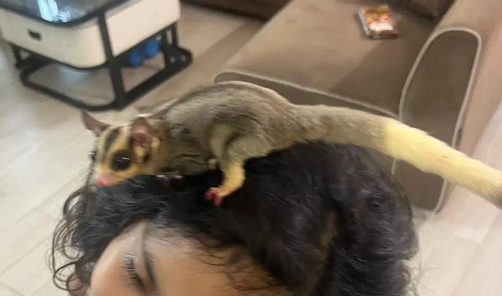 Jual Sugar glider lengkap dengan kandang dan peralatnnya