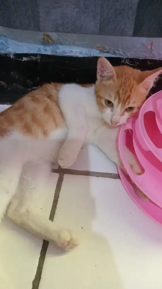 Over adopsi kucing kampung .