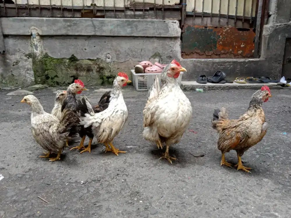 Ayam kate /tema borongan