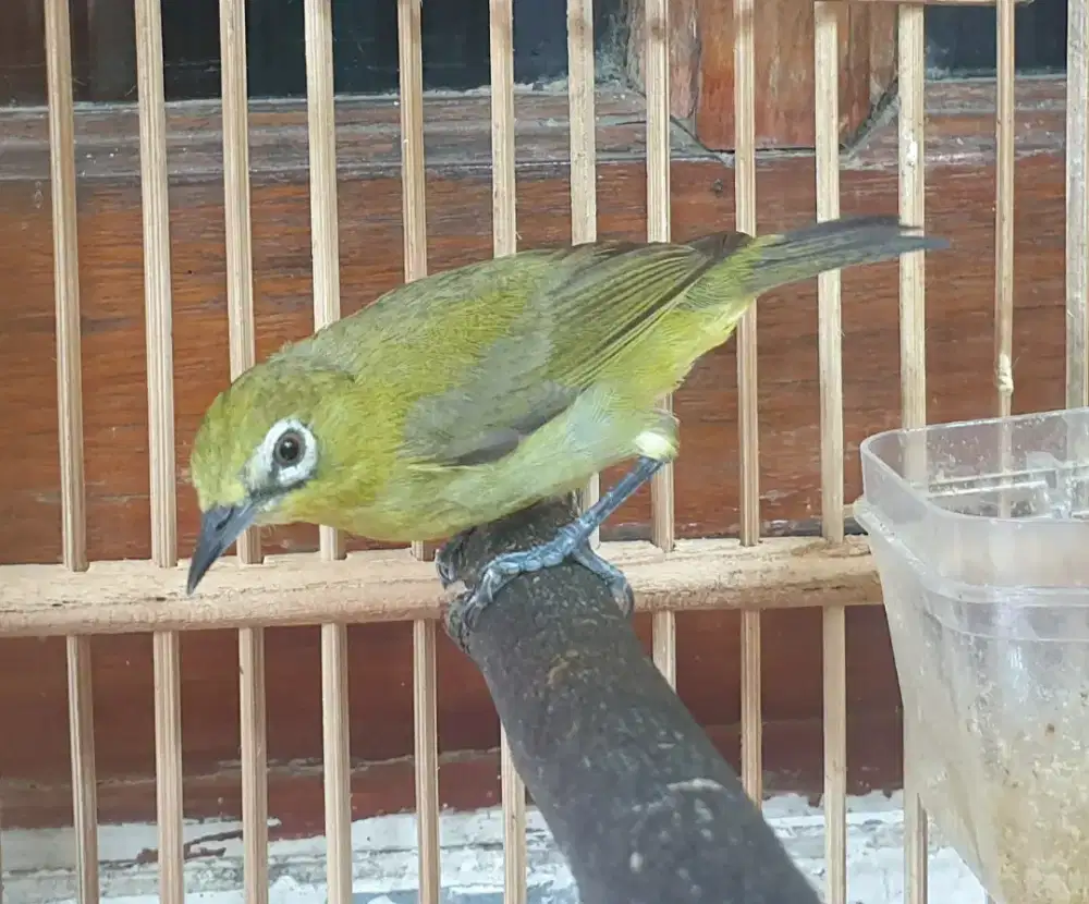 Plec1 d4kun jawa jantan bahan