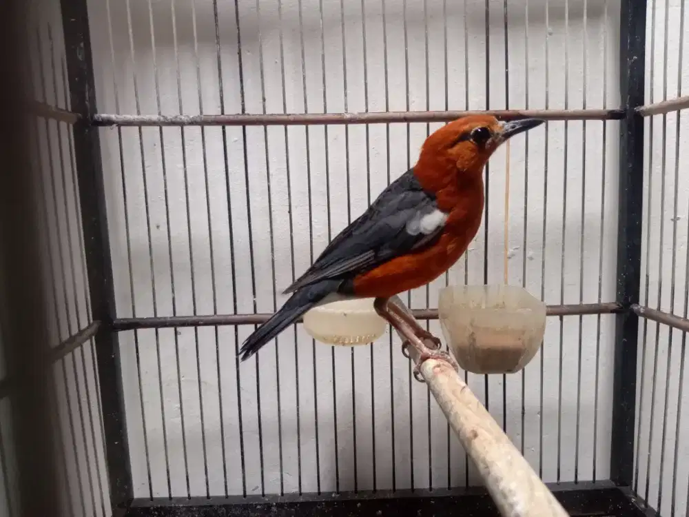 Anis merah jantan selesai mabung fullset