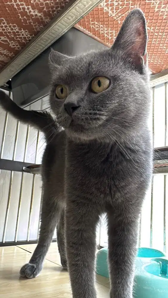 Kucing britishshorthair