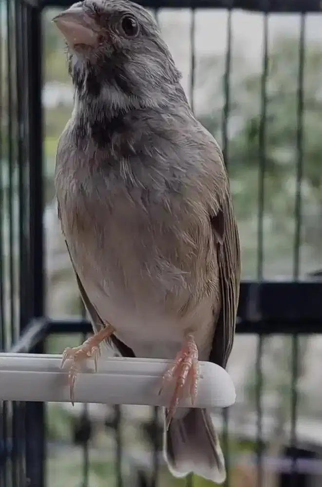 blackthroat botswana gacor buka sayap fullset