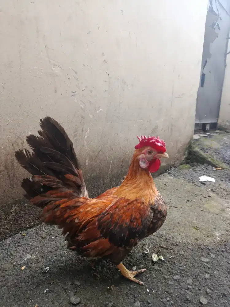 Ayam Kate Jago Batik Jengger Mawar