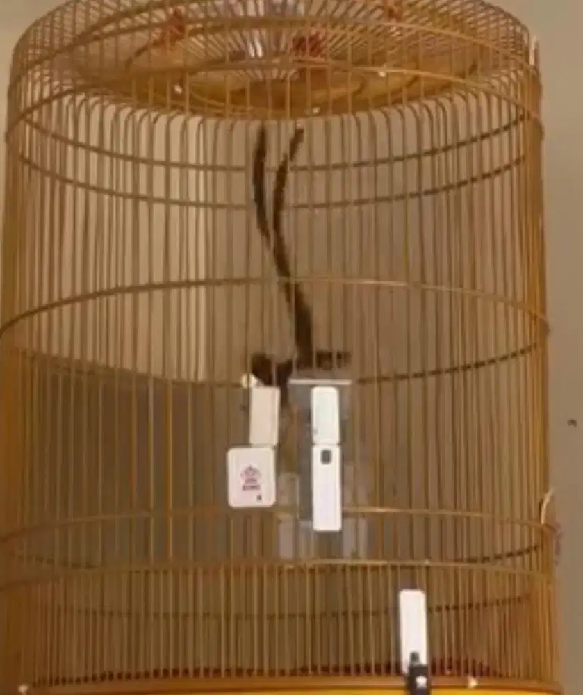 murai batu ekor panjang 28cm pastol gacor fullset