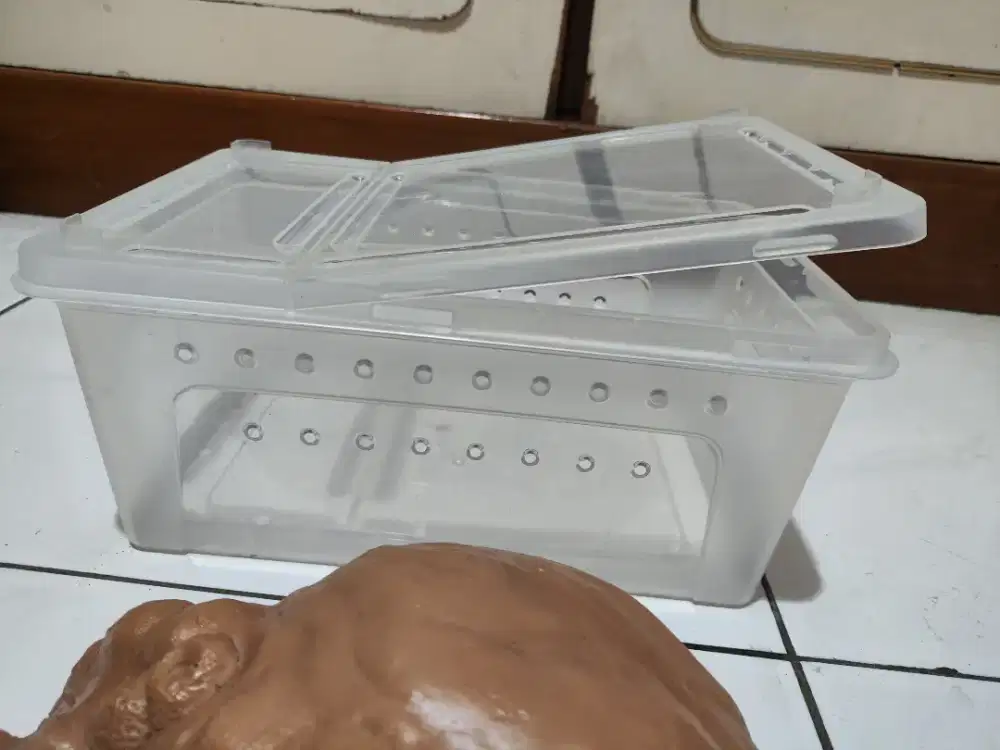 Kandang reptil box