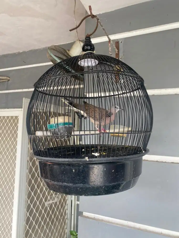 Derkuku kelantan ring