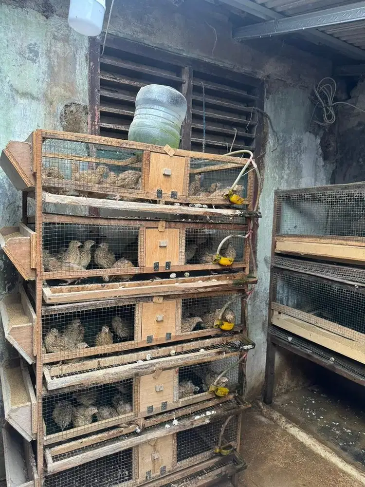 Telur Puyuh Segar - Bogor