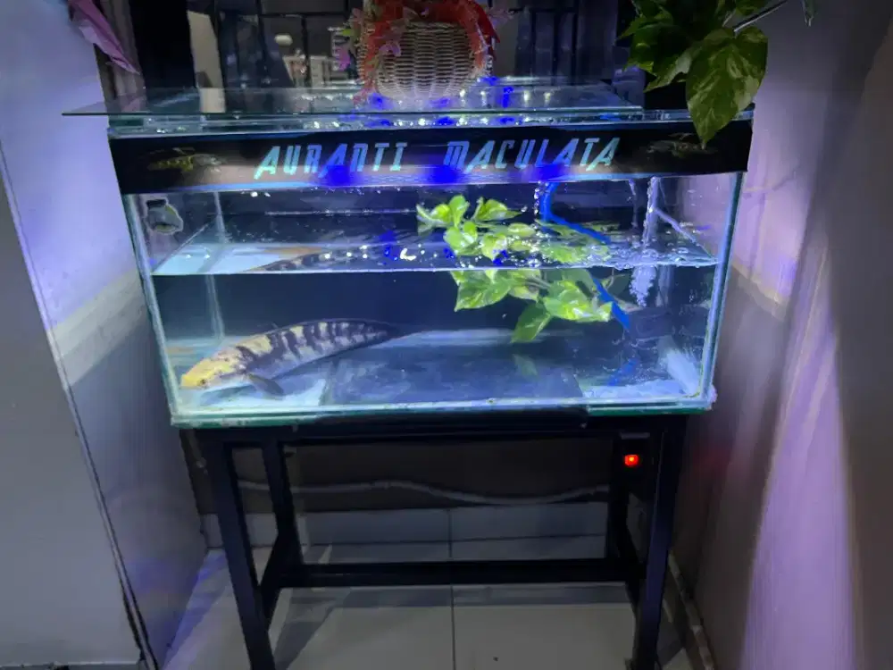 Ikan YS jumbo fullset