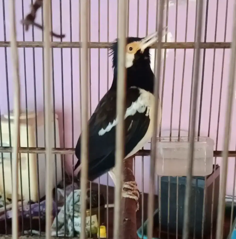 Burung jalak uren gacor dor bisa ngomong