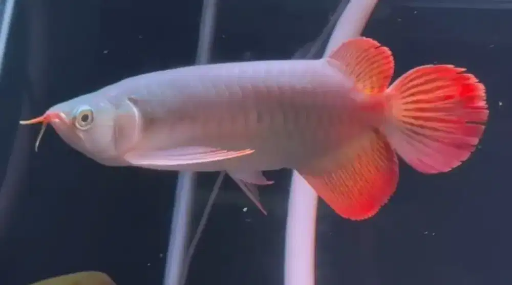 Arwana super red
