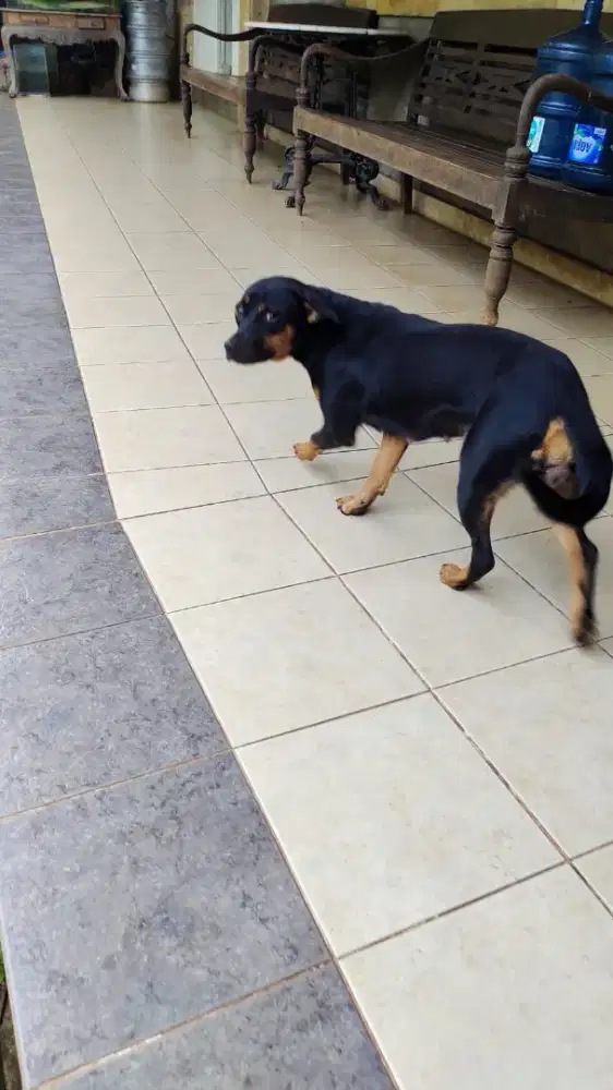 Free adopt anjing ras campur rottweiler vs labrador