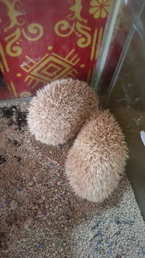 Landak Mini sepasang