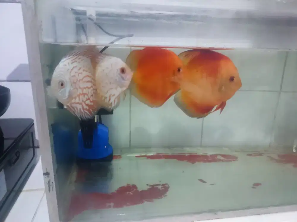 Ikan discus hias