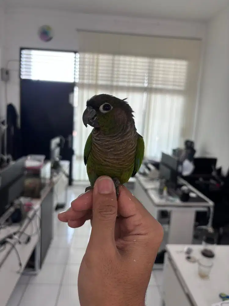 Green check conure