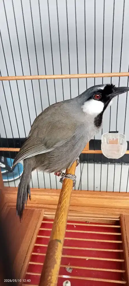 Poksay Hongkong lokal bunyi jinak mulus