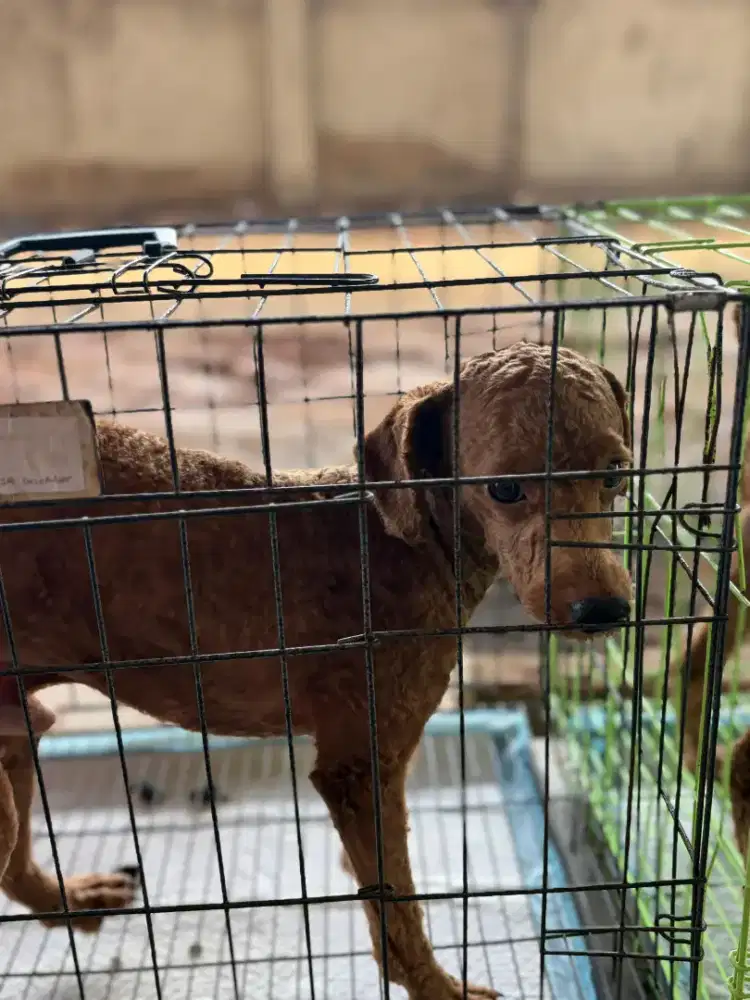 2 Anjing poodle dark brown and light brown