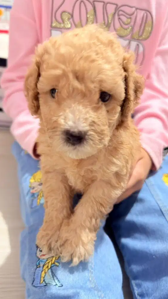 Poddle anakan 5minggu