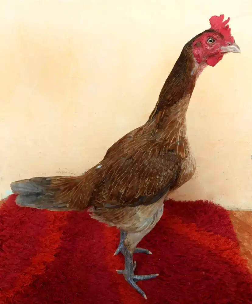 Ayam Betina Line Pama Wilah Vip, Super Mewah Ukuran Besar Tulang Kasar