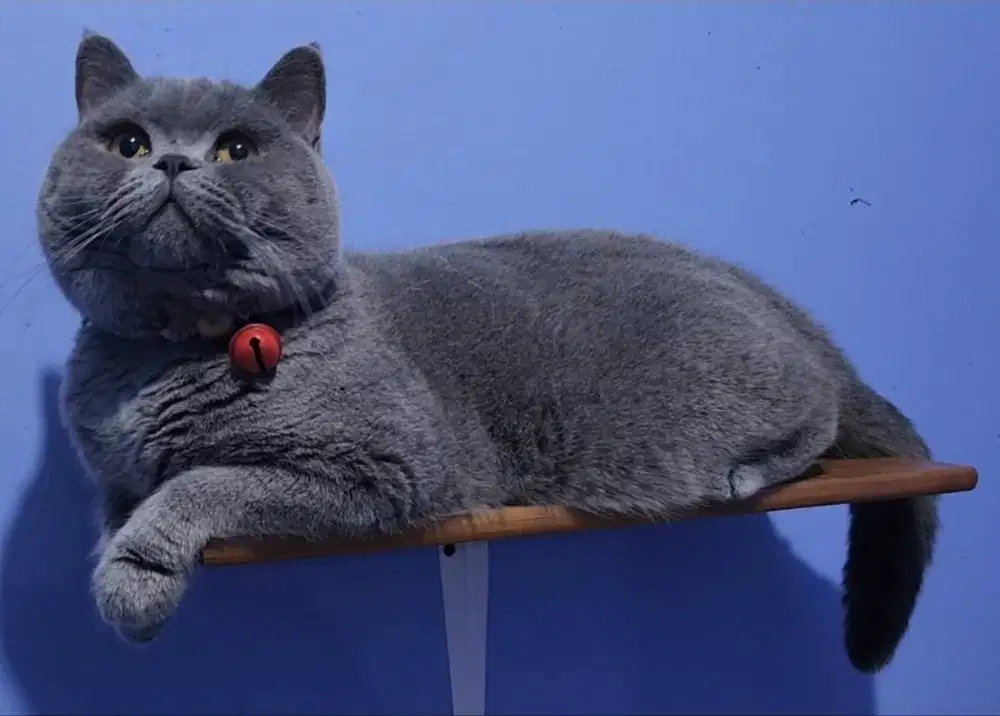 Kucing BSH British Shorthair BSH Jantan WCF Ped