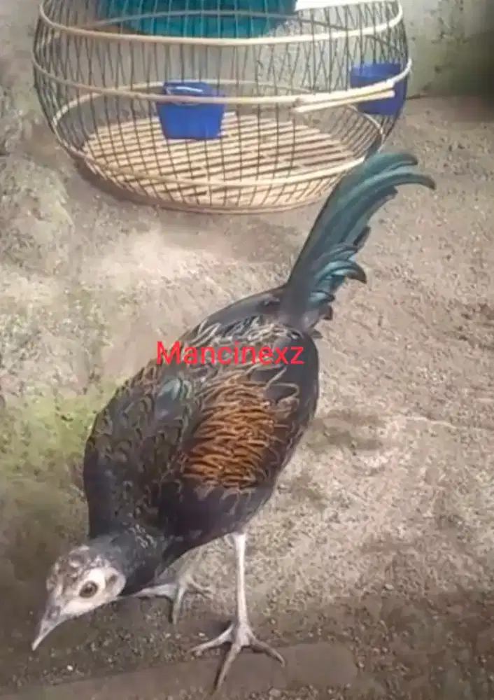 Ayam Hutan Hijau Sumbawa (AHH)