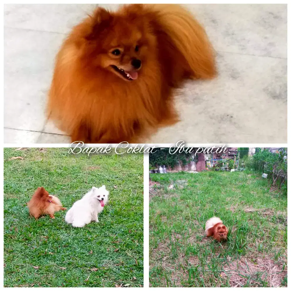 Anakan Pomeranian