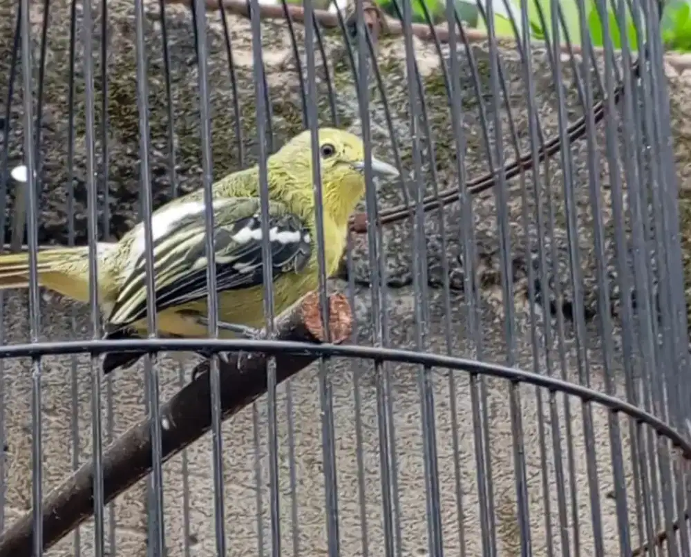 Burung cipow cetrekan