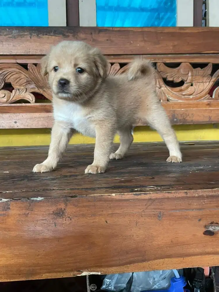 Puppies golden mix 1.5bln