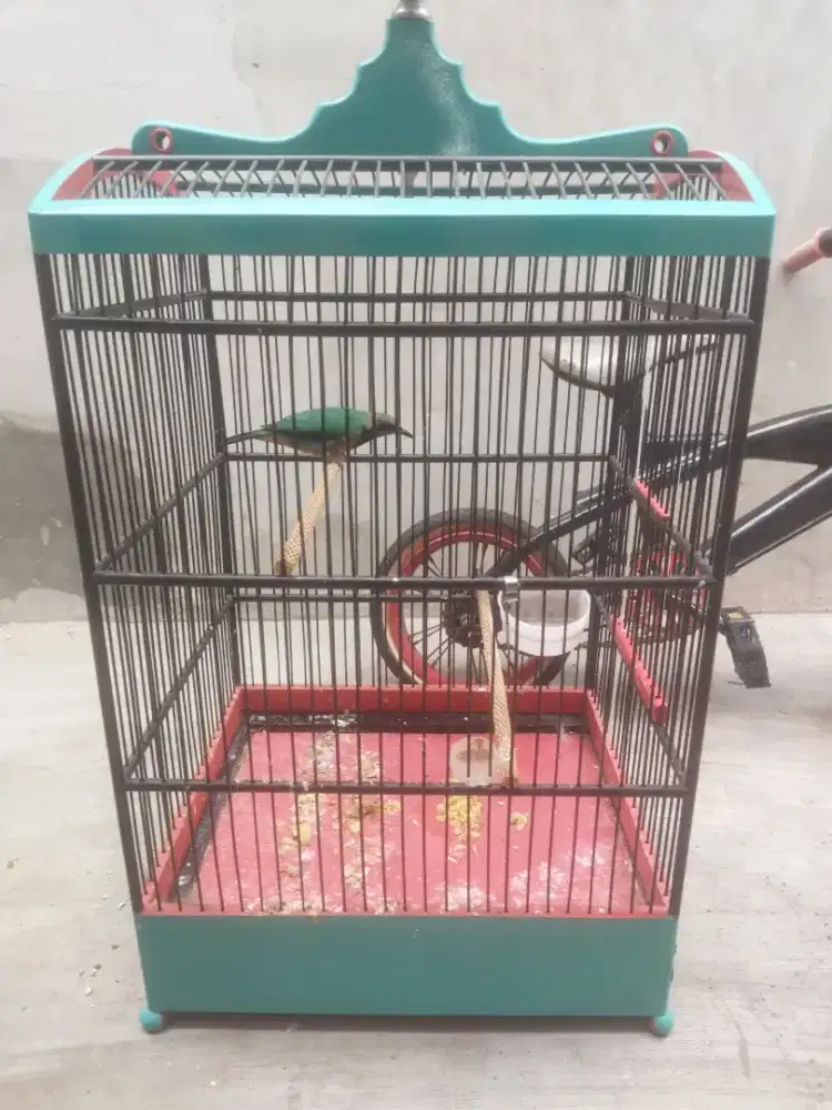 Burung cucak cungkok