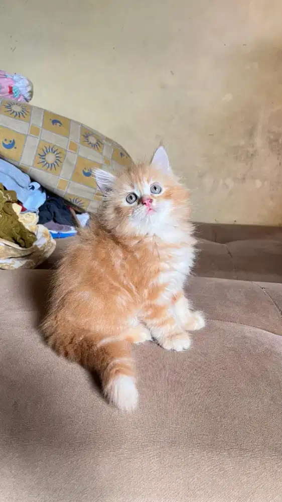 Kucing Kitten Persia