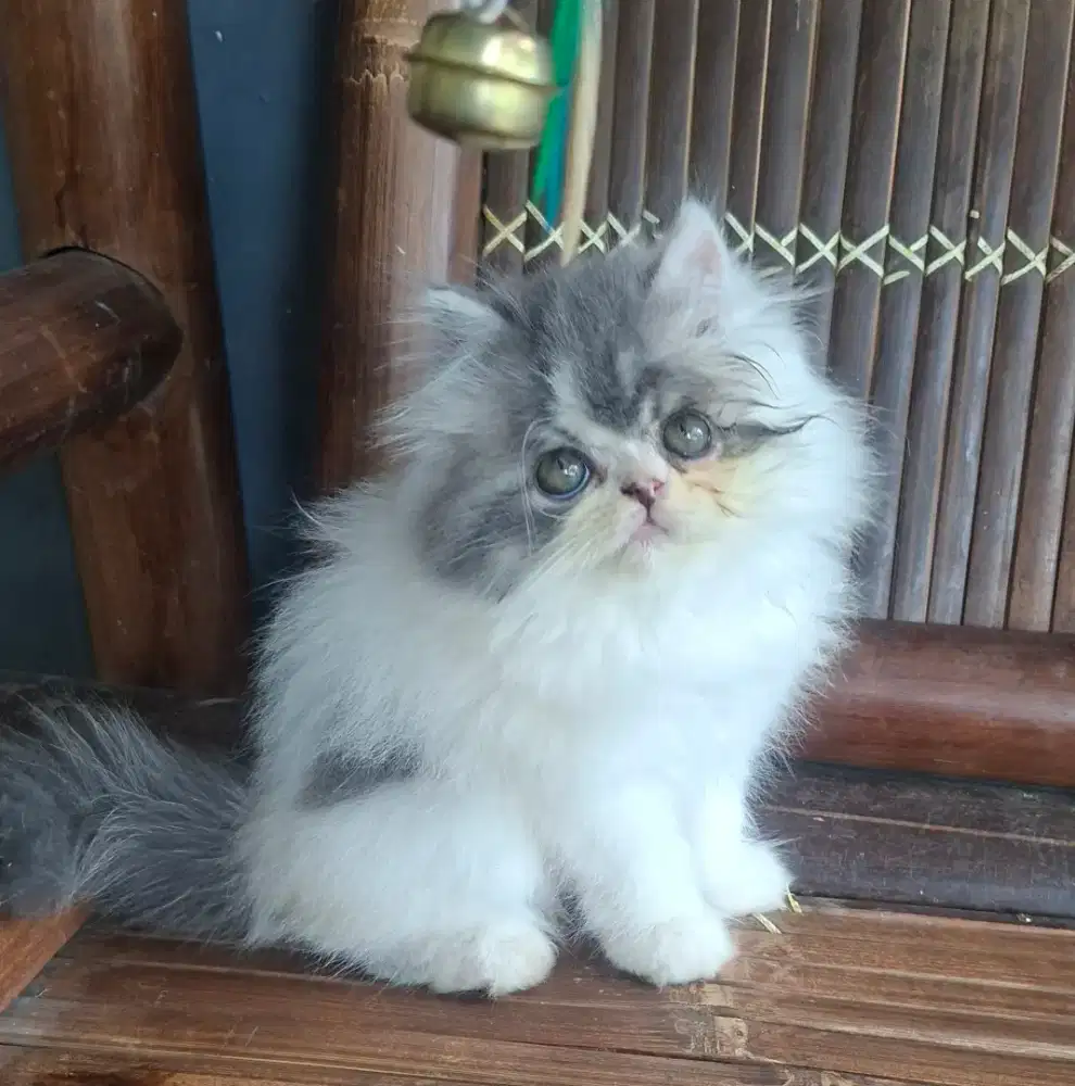 Anak kucing anggora/kitten persia flatnose  /kucing persia jantan