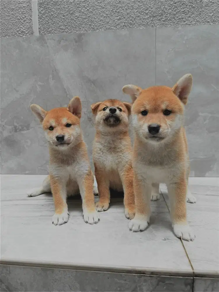 Puppy anakan shiba inu